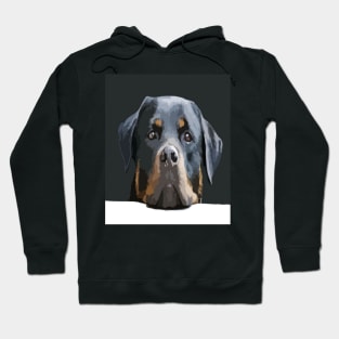 Rottweiler Peering Over A White Wall Against Black Hoodie